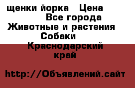 щенки йорка › Цена ­ 15 000 - Все города Животные и растения » Собаки   . Краснодарский край